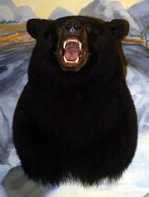 black bear head